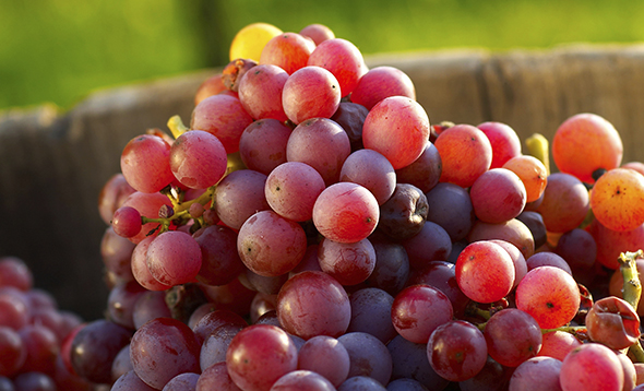 Flame Seedless Grapes